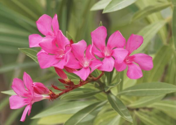 Oleanders חורף פרחים נפלאים בצבע סגול, קל לטיפול, צמחי מיכל חזקים