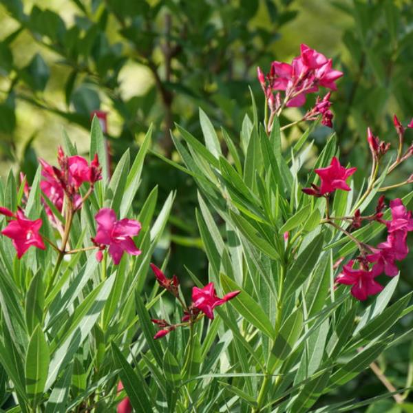 Oleanders overwinter חזקים וקלים לטיפול, יכולים לשרוד היטב את החורף הקר