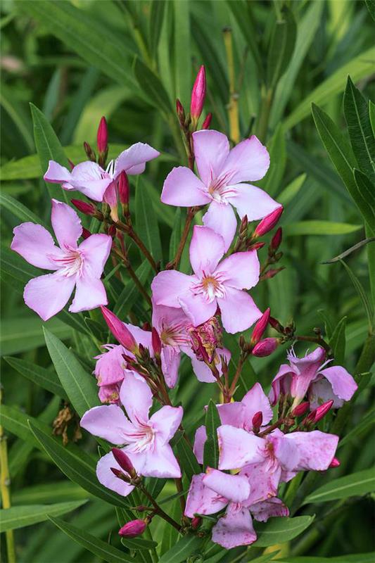 Oleanders חורף פרחים יפים, עלים ירוקי עד, חזקים וקלים לטיפול