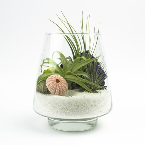 קערת זכוכית חזקה חול קישוט לצמחים פנימיים