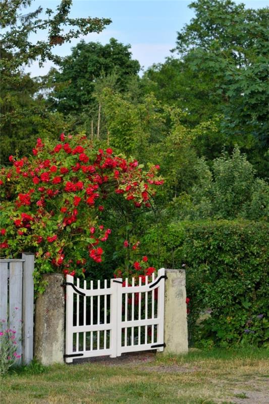 רומנטיקה טהורה שער גן לבן עץ ורדים אדומים ניגודיות חזותית