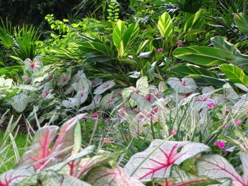 גן צל עם צמחים טרופיים יוצר עיצוב מקורי לפרחים