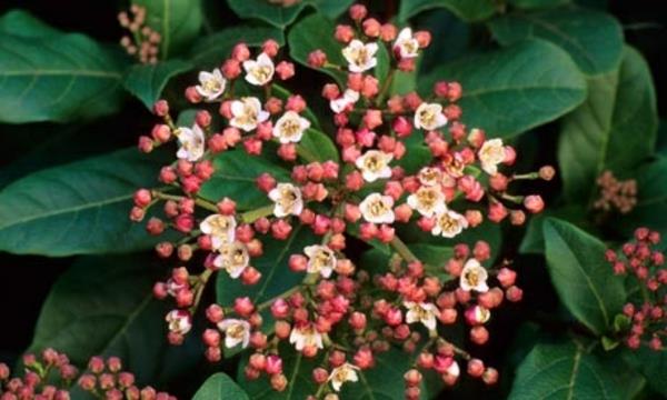 צבעי הפרחים של Viburnum tinus Gwenllian
