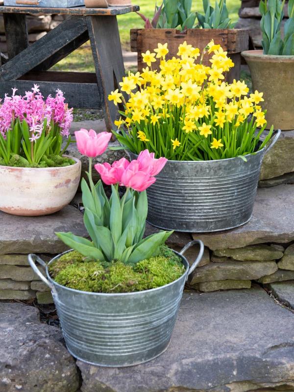 קישוט אמבט האבץ - רעיונות וטיפים לקישוט גינה כפרית פרחי צבעונים באביב יפה