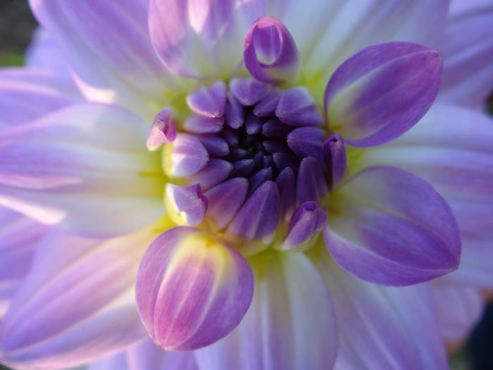 פרחי באך משפיעים על ריפוי סטודיו של ריפוי הולסיסטי, צילום רגוע בבקבוקים ריפוי רגשי
