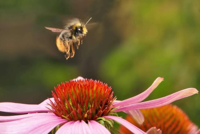 צמחים ידידותיים לדבורים דבורים