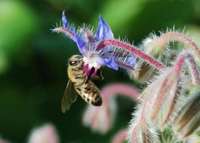 צמחים ידידותיים לדבורים בורש