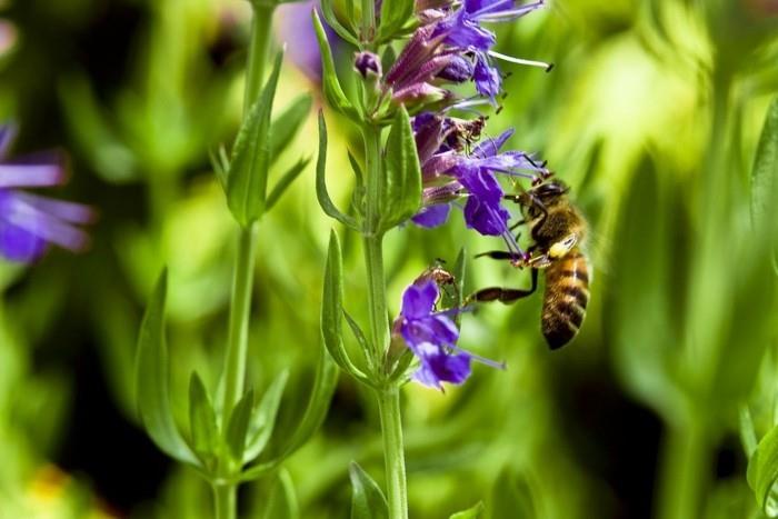 צמחים ידידותיים לדבורים עם זעתר מזור דבורים