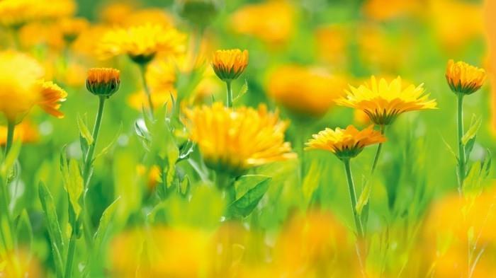 צמחים ידידותיים לדבורים שדה ציפורני חתול