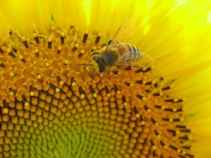 צמחים ידידותיים לדבורים דבורת חמניות