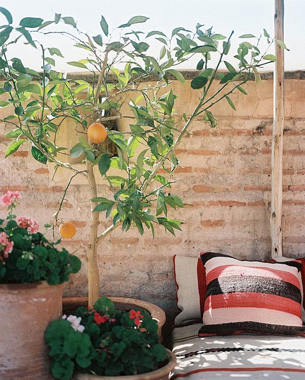 רעיונות לקישוט מרפסת מגניבים פרחים צמחים עץ תפוז