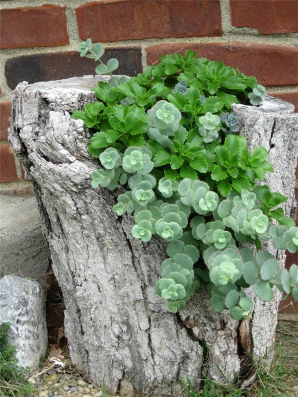רעיונות לקישוט DIY צמחי גדי עץ רעיונות יצירתיים לגינה