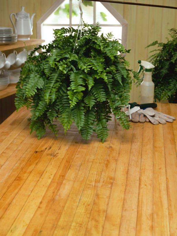 דקו רעיונות שרכים טיפול צמחי בית רצפת עץ