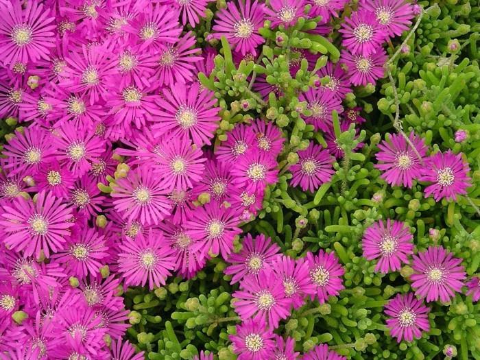 צמחי כיסוי קרקע delosperma cooper