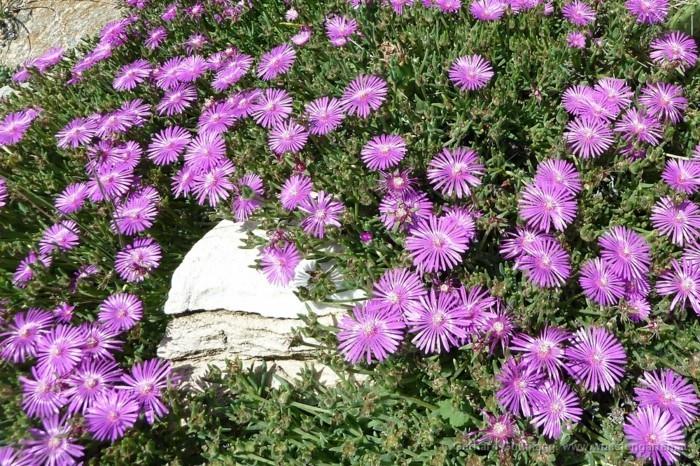 delosperma ecklonis פרחים סגולים צמחי כיסוי קרקע
