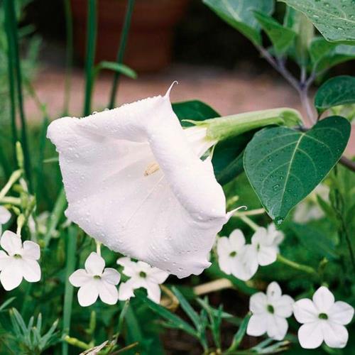 גידול הפרחים הלבנים היפים ביותר בדאטורה הגן