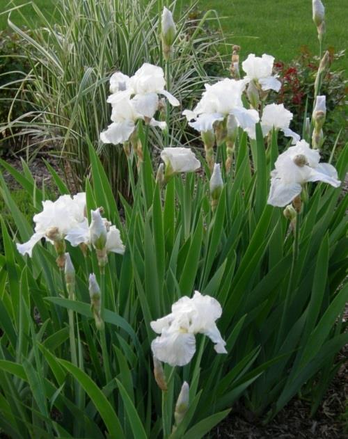 גידול הפרחים הלבנים היפים ביותר בגינה איריס הנצח
