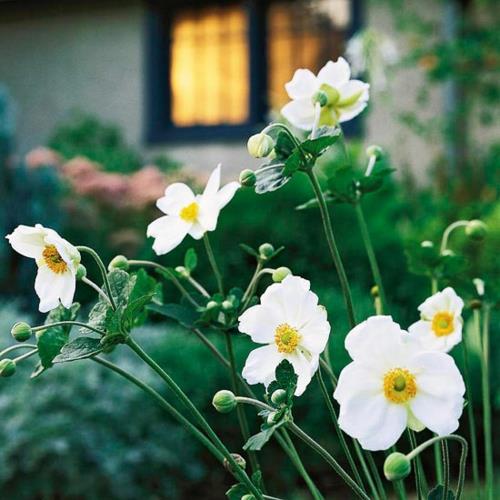 הפרחים הלבנים היפים ביותר בגינה גדלים כלנית יפנית