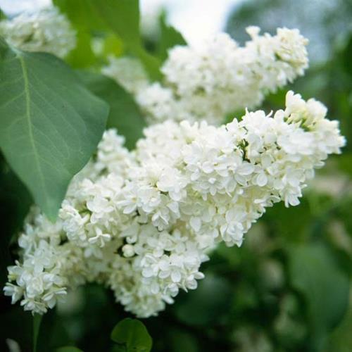גידול הפרחים הלבנים היפים ביותר לילך הגן