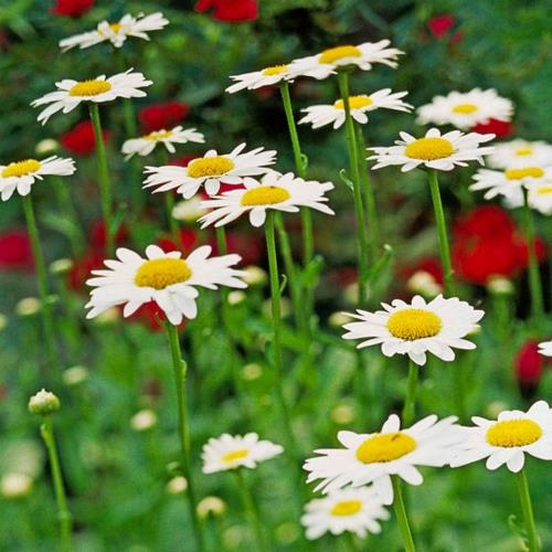 גידול הפרחים הלבנים היפים ביותר בגינת שאסטה דייזי
