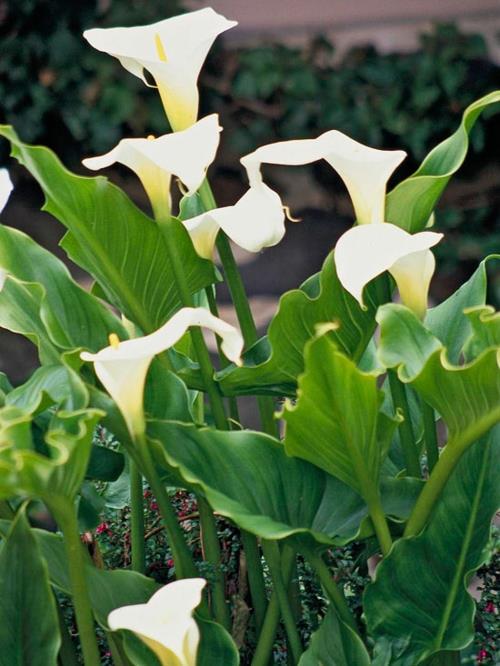 הפרחים הלבנים היפים ביותר בגן הקאלה