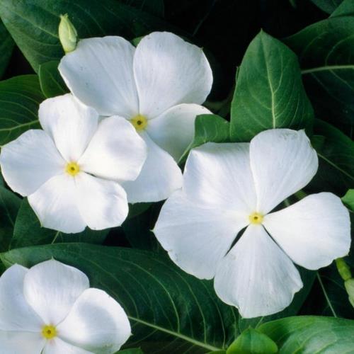 הפרחים הלבנים היפים ביותר בגן הוינקה