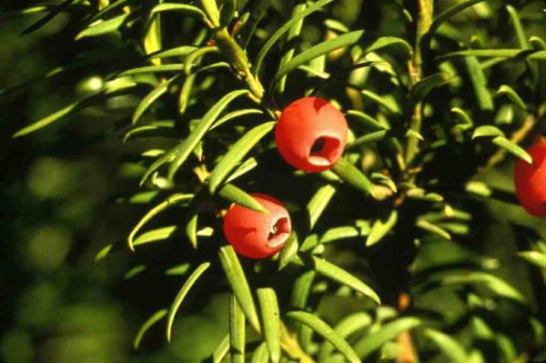 טקסים צמחים ירוקי עד פרחים אדומים קיפוד גן