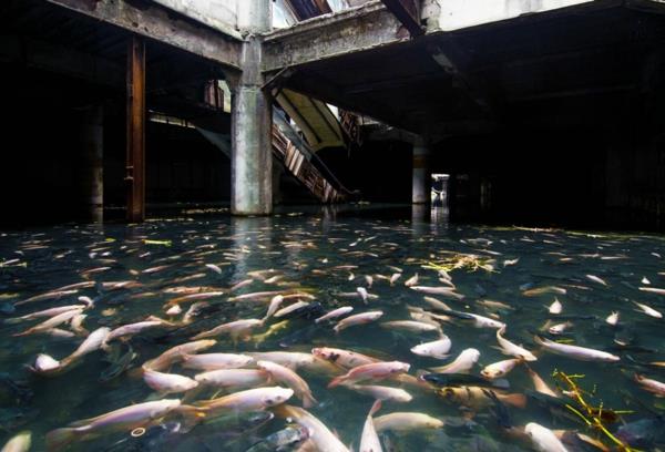 כדור הארץ ובני אדם תמונות של טבע בניינים ישנים תוכניות רצפה דגי מים