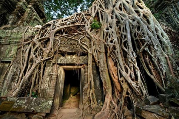 תמונות כדור הארץ וטבע האדם קמבודיה שורשי עץ האנגקור