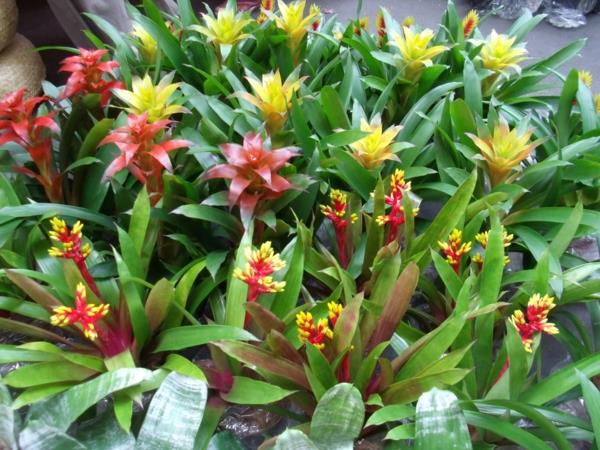 קישוט אקזוטי עם צמחים טרופיים לוח צבעים יפהפה