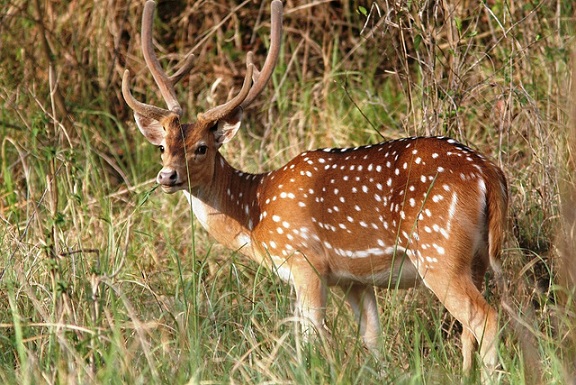 parchi-in-chhattisgarh-sitanadi-santuario-fauna selvatica