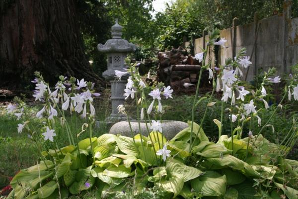 גן פנג שואי פרחים לבנים אסיאתיים