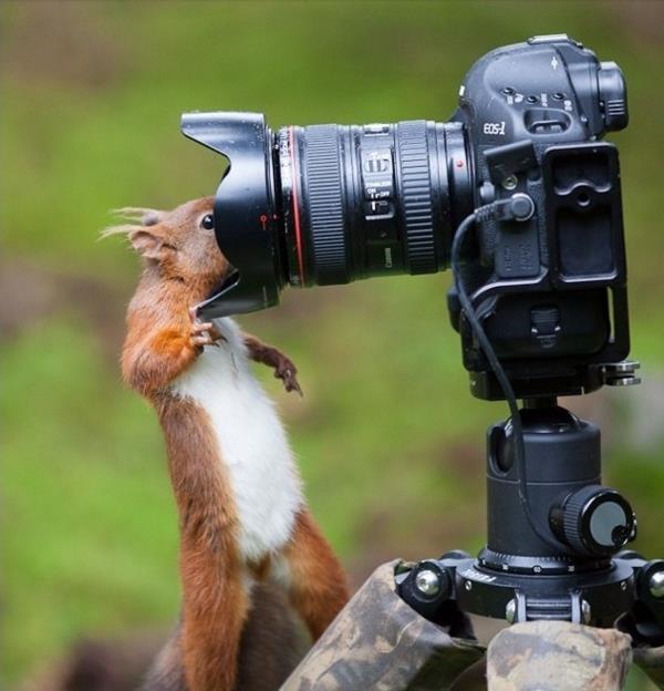 מצלמת צילום hd חיות בר מקצועיות