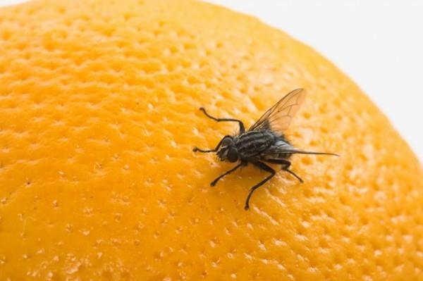 מלכודת זבובי פירות הפוך לעוף פרי משלך על התפוז