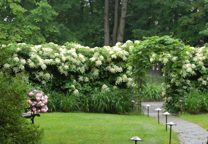 תמונות עיצוב גן צמחי קישוט גדר גן צמחים מטפסים אורות גן