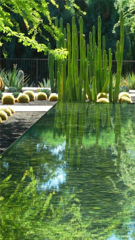 עיצובים לגינה קקטוסים עיצוב גינה מים בריכת מים