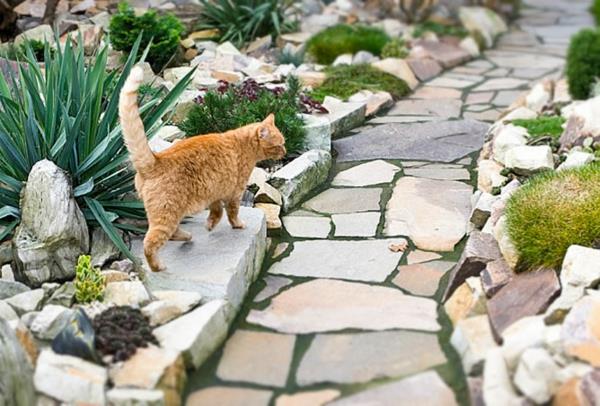 אבני גן חצר חתול צמח משם