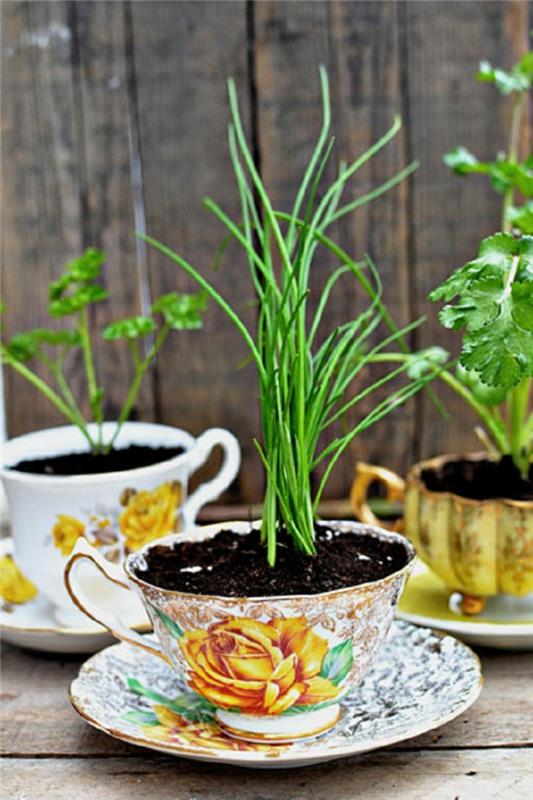 רעיונות לגינה עציצים כוסות תה צמחי גן