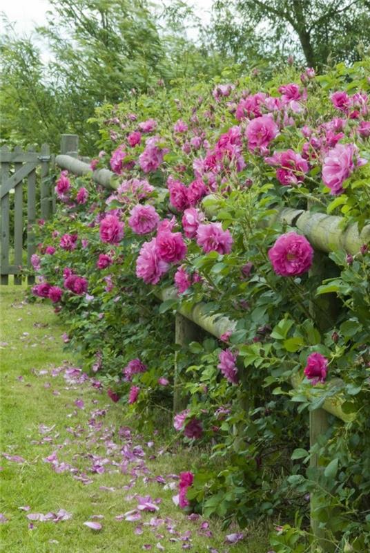 רעיונות לגינה לגדר הגן פרחים טריים מייפים את הגדר