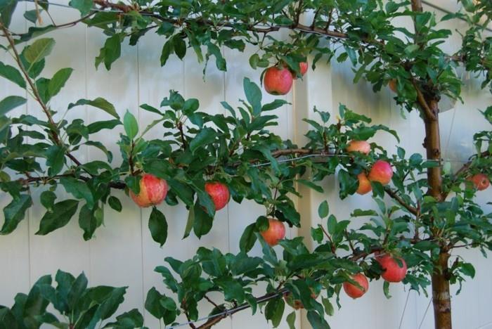 רעיונות לגינה לעץ התפוחים בחצר האחורית עם סורג