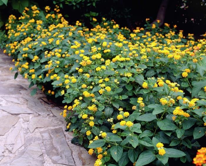 רעיונות לגינה lantana עיצוב גינות צמחי גינה פרחים