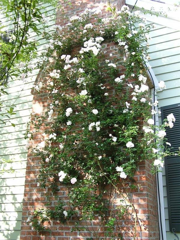 רעיונות לגינה מקשטים את חזית הבית עם ורדים מטפסים