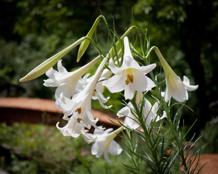 צמח גן חבצלות פרחים לבנים פורמוזה