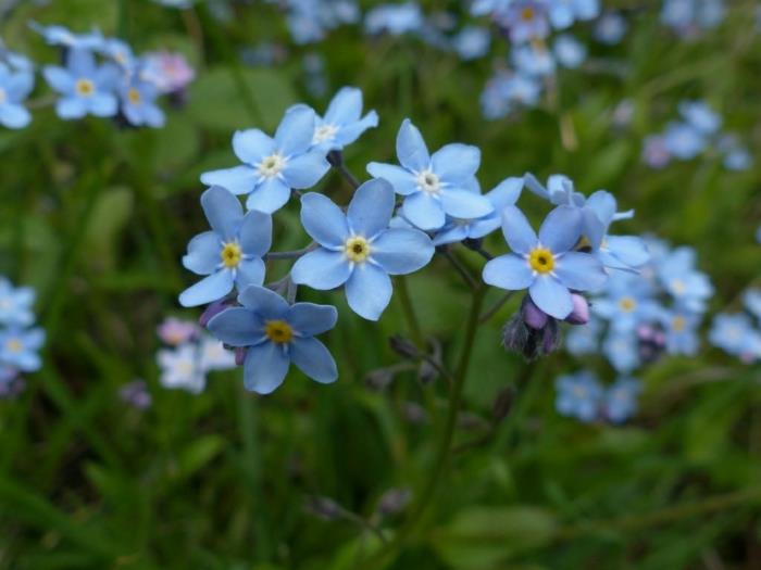 צמחי גן Myosotis sylvatica פרחים כחולים ויפים