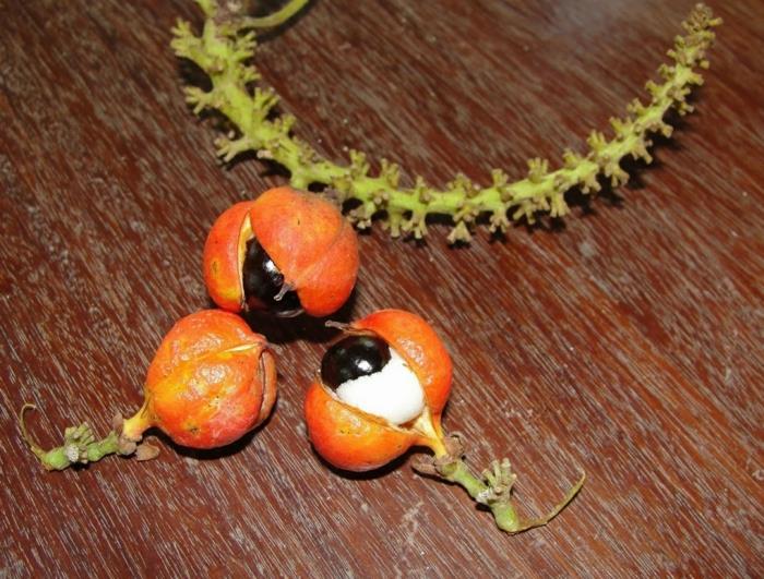 פירות קציר אבקת הגוארנה מתקלפים בצורת עין