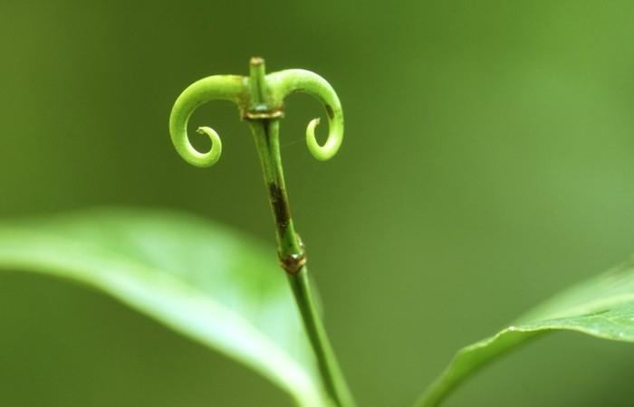 צמחי מרפא נגד שפעת ayurveda katyenklaw liana
