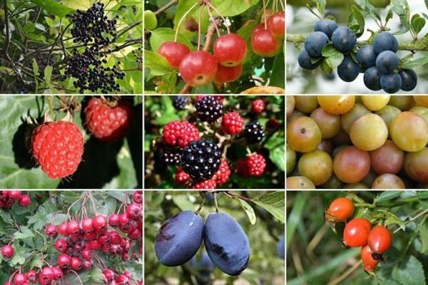 פירות יער מקומיים חלופות מזון