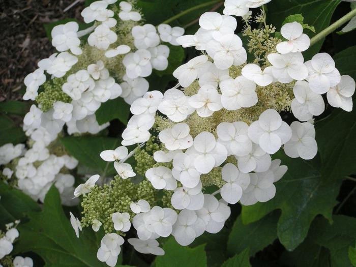 טיפול בהידראנגאה הידראנגאה quercifolia פרחים לבנים