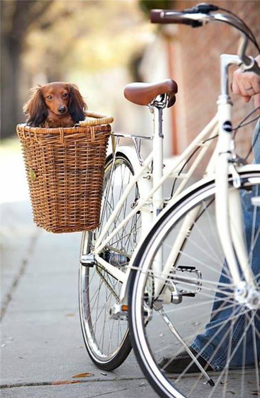 סלסלת אופניים בעיצוב סל כלבים בצד