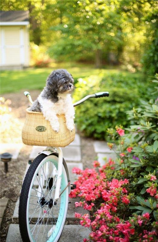 עיצוב כלב סל כלבים רכיבה על אופניים חיות מחמד